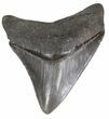 Glossy, Serrated Megalodon Tooth - Georgia #53651-1
